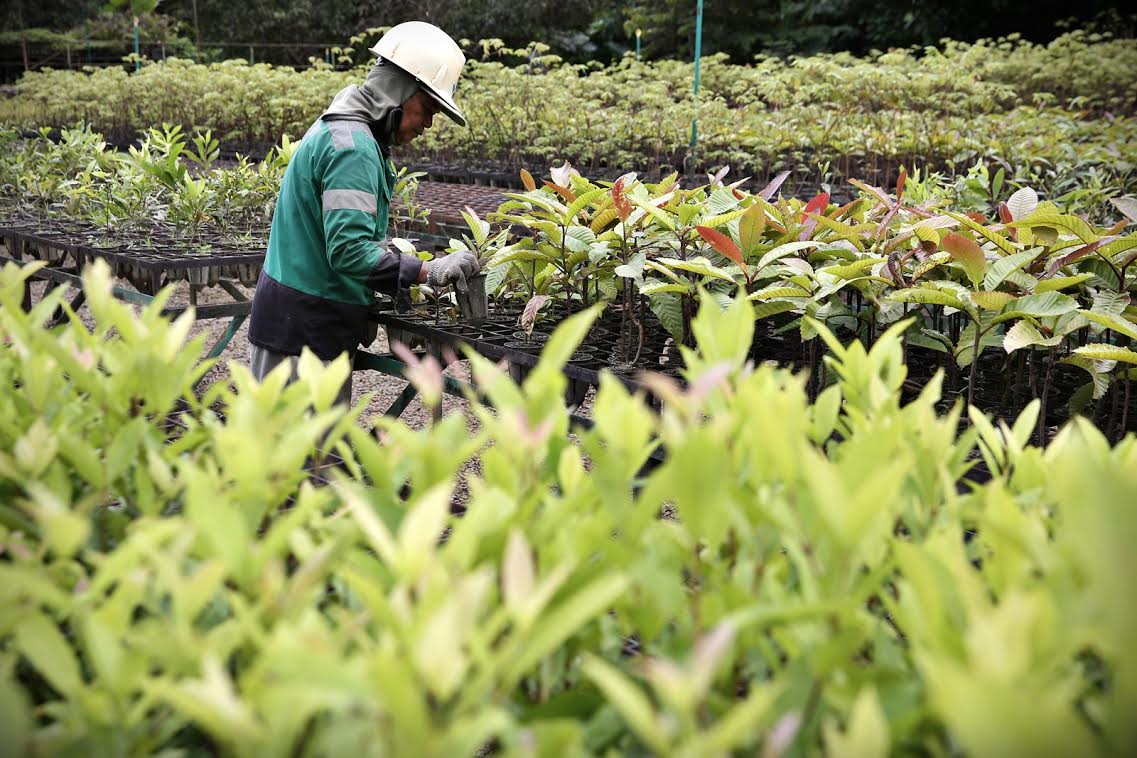 Kementerian Lingkungan Hidup Bagi-bagi Pohon Gratis, Ini Syarat dan Lokasinya