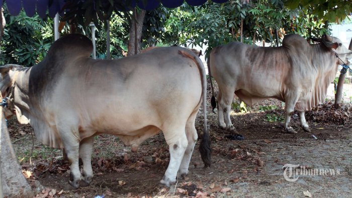 Jelang Idul Adha, Dokter Hewan Turun Periksa Kesehatan Hewan di Parepare