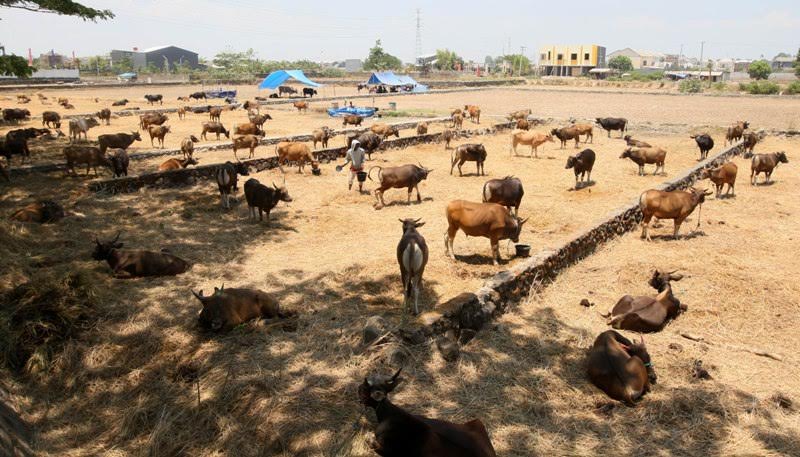 Polres Jeneponto Berkurban 52 Ekor Sapi di Enam Tempat Berbeda, Ini Lokasinya