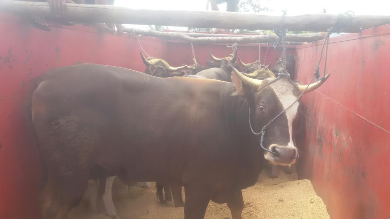 Jelang Idul Adha, Peternak Sapi di Sinjai Panen Untung