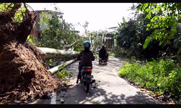 sejumlah-pohon-tumbang-di-jalan-menuju-obyek-wisata-negeri-di-atas-awan.jpg