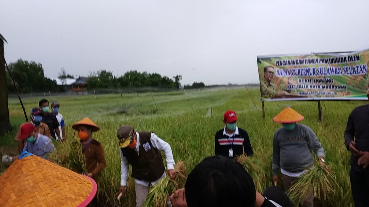 suasana-panen-gubernur-sulsel-nurdin-abdullah-di-lakkang.jpg