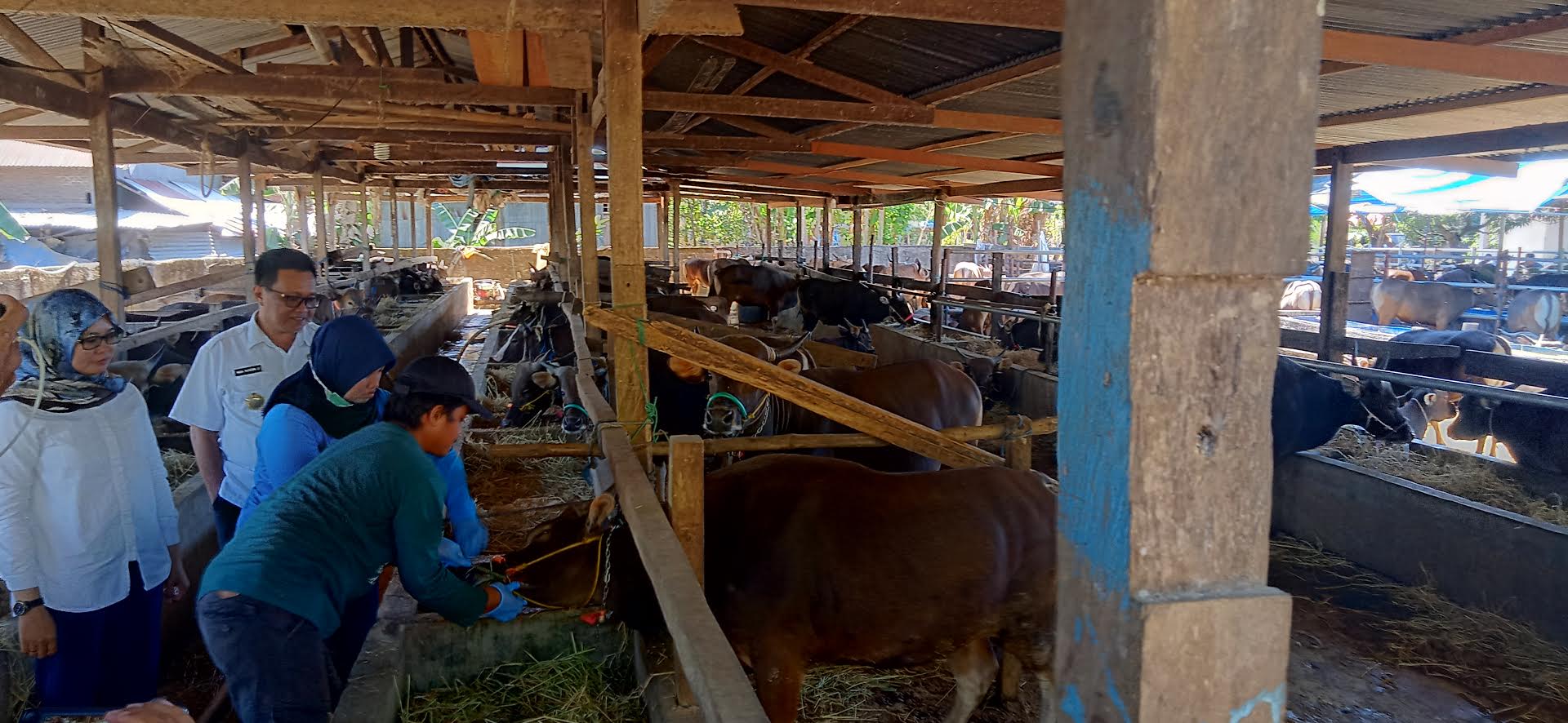 suasana-salah-satu-peternakan-yang-menyediakan-sapi-kurban-di-maros.jpg