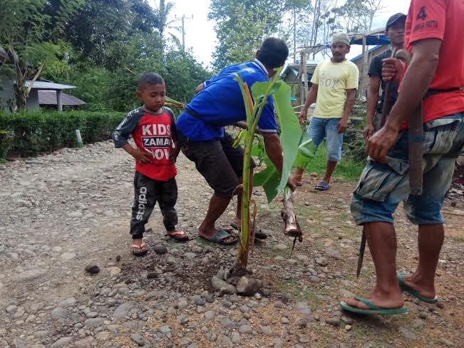 tanam-pohon-pisang-di-badan-jalan.jpg
