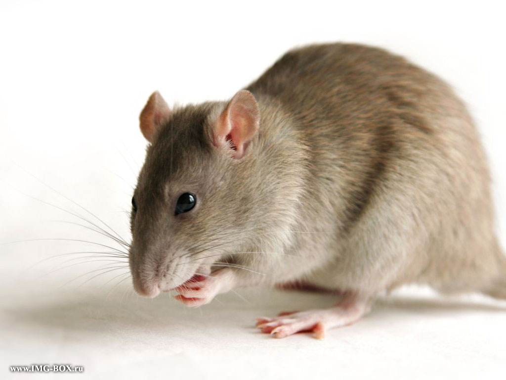 tikus-20.jpg