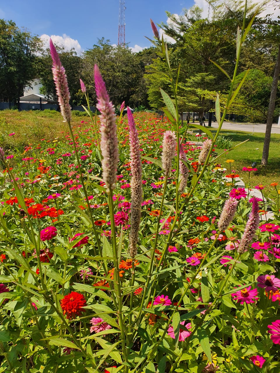 Inovasi New Normal, Konsep Ruang Terbuka Nipah Mall Manjakan Pengunjung