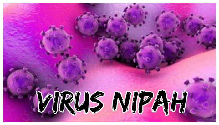 Virus Nipah Masuk Indonesia? Begini Cara Penularan, Gejala hingga Cara Pencegahannya