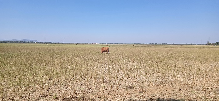 Tanaman Padi Warga di Maros Baru Jadi Pakan Ternak
