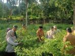 20251021-Panen-Cabe-di-Bone.jpg