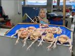 20251023-Penjual-daging-ayam-potong-di-Pasar-Sentral-Bulukumba.jpg