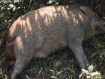 Babi-hutan-mati-ditemukan-di-Kelurahan-Battang-Barat-Kota-Palopo-kk.jpg