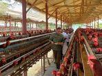 Kementan Sebut Produksi Telur Ayam Ras di Sidrap Penuhi Kebutuhan Masyarakat di Indonesia Timur