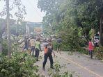 Bahayakan Pengguna Jalan, Warga Tebang 2 Pohon Peneduh di Binamu Jeneponto