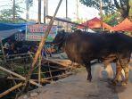 HEWAN-KURBAN-Aktivitas-penjualan-sapi-menjamur-di-sepanjang-Jl-Hertasing.jpg