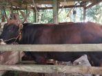 HEWAN-KURBAN-Ternak-sapi-potong-milik-warga000.jpg