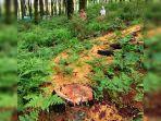 Hutan-Pinus-bsd.jpg