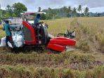 Bulog Pinrang Klaim Sudah Serap 28 Ribu Ton Gabah Kering dari Petani di Panen Awal 2025