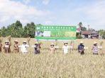 Panen-padi-organik-di-Bajeng.jpg
