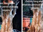 Penampakan-pohon-pule-raksasa-yang-akan-ditanam-di-depan-Istana-Ibu-Kota-Nusantara-IKN.jpg