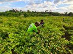 Petani-cabai-di-Kelurahan-Borong-Kecamatan-Tanralili-Kabupaten-Marosde.jpg