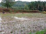 Petani-di-Honto-Desa-Gareccing-Kecamatan-Sinjai-Selatan-menanam-padi.jpg
