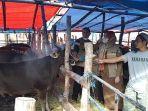 Petugas-kesehatan-Dinas-PKP-Parepare-drh-Nurdin-bersama-penjual-pedagang-sapi.jpg