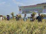 Pj-Gubernur-Sulsel-Bahtiar-Baharuddin-kala-panen-raya-di-Kabupaten-Gowakk.jpg