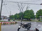 Pohon Lapuk di Jalan Poros Bulukumba-Sinjai Ancam Keselamatan Pengendara