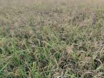 Ratusan Hektare Sawah di Bone Diserang Hama, Produksi Petani Anjlok 30 Persen
