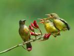 Putar-Suara-Alam-dan-Kicauan-Burung-di-Kafe-atau-Resto-Kena-Royalti-Uangnya-Masuk-ke-Mana.jpg