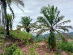 Rp-696-M-Mana-Masyarakat-Keera-Pertanyakan-Uang-Hasil-Jual-Beli-Kelapa-Sawit-di-Lahan-1934-Ha.jpg