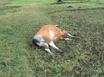Sapi-Mati.jpg