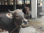 Sapi-kurban-Unismuh-Makassar-akan-dipotong-di-kampus-Unismuh-Makasssar-21324.jpg