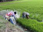 Tak Ada Irigasi, Petani di Sendana Palopo Pompa Air saat Kemarau