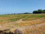 Sawah-terdampak-kekeringan-di-Kecamatan-Gantarang-Bulukumba.jpg