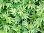 apa-itu-hippie-berikut-penjelasannya-serta-kaitannya-dengan-narkoba-dan-ganja.jpg