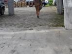 apel-pagi-di-kantor-bupati-torut_20160223_090915.jpg<pf>apel-pagi-telat_20160223_091810.jpg