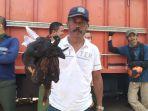 ayam-yang-yang-digunakan-sebagai-seserahan-dalam-proses-pencarian-eva.jpg