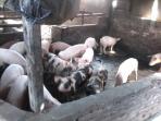 babi-di-kampung-katimbang_20160324_200349.jpg