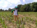 banua-to-ciung-bersama-petani-melakukan-penyemprotan-hama-ulat-grayak.jpg