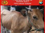 barang-bukti-sapi-yang-dicuri.jpg