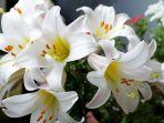 bunga-lily.jpg