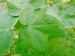 daun-tanaman-jarak.jpg