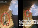 detik-detik-seorang-satpam-tewas-digigit-ular-berbisa.jpg