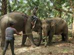 gajah-liar-yang-berhasil-ditangkap-1.jpg