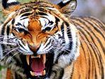 harimau-1-14122019.jpg