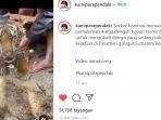 harimau-masuk-kawasan-pemukiman-dan-ditolong-warga.jpg