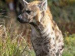 hyena-m.jpg