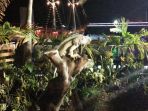 iguana_20181011_203850.jpg