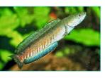 ikan-gabus_20160403_220400.jpg